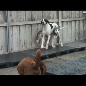 Meet your Posher, Michael